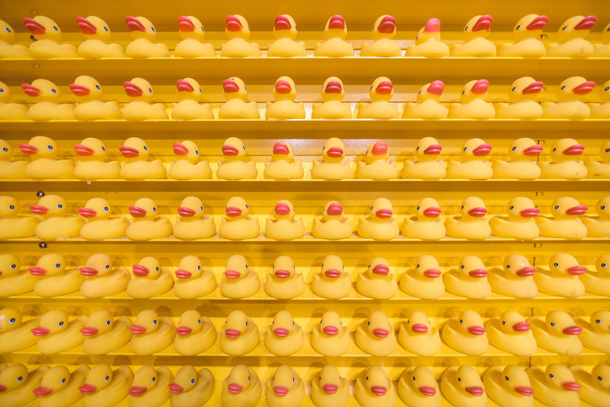 Dozens of rubber duckies lined up on stacked shelves