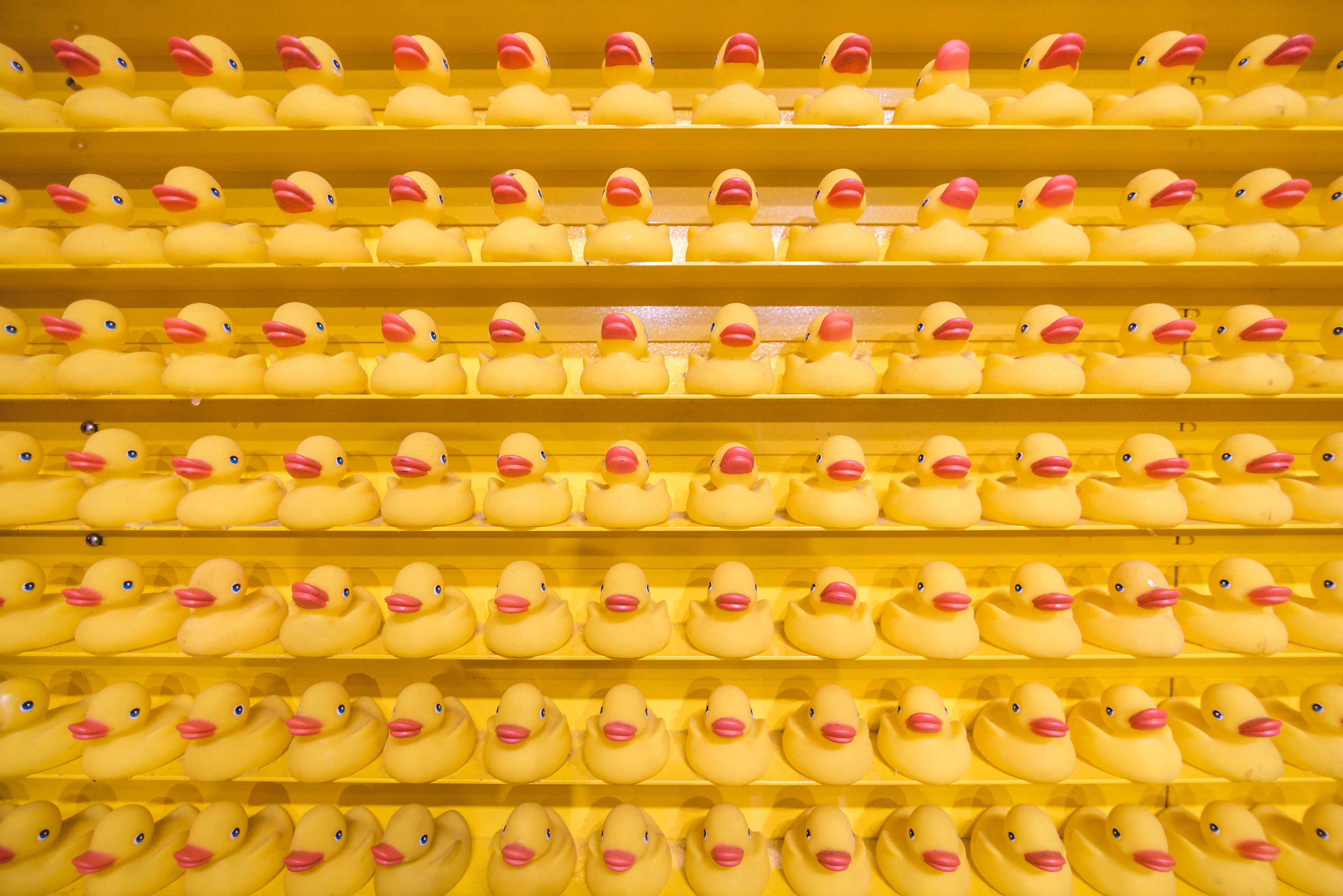 Dozens of rubber duckies lined up on stacked shelves